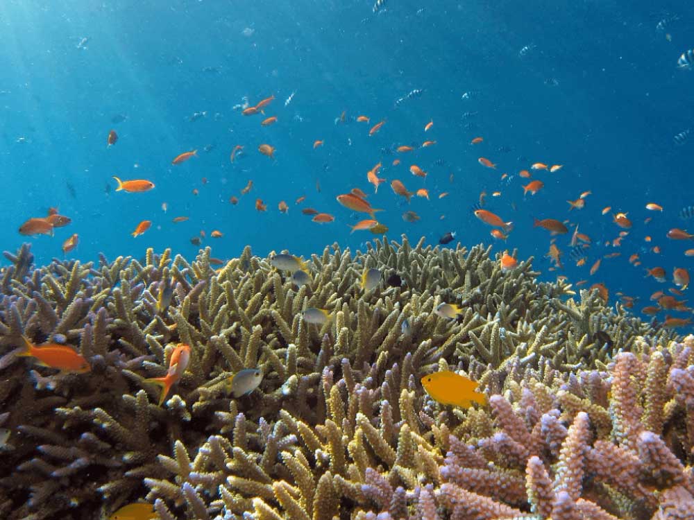 Fishing Tours in Fiji: Cast Your Dreams into Paradise with Vuda Water Taxi